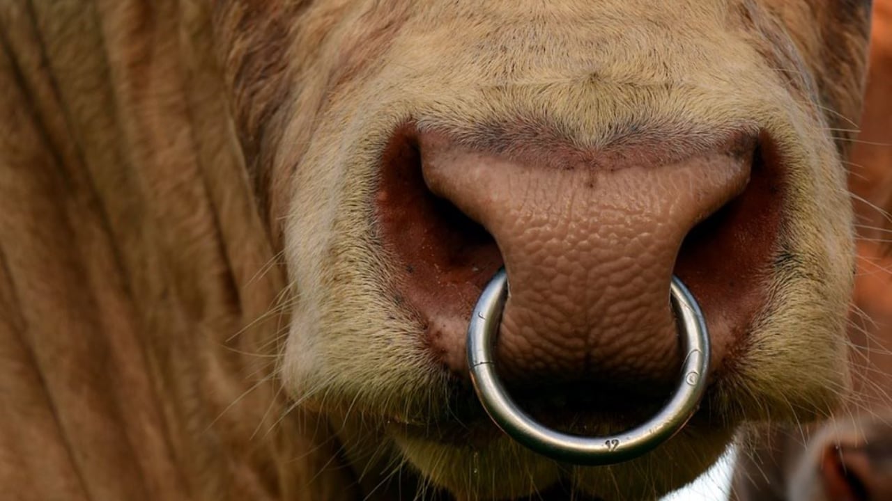 Farm Safety Survivor Series: Laois farmer shares story of bull attack