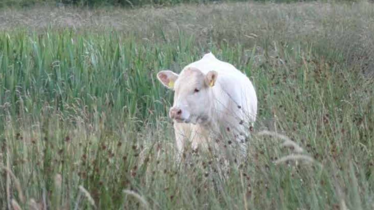 Cattle are particularly susceptible to Redwater when on rough grazing. Image: AHI