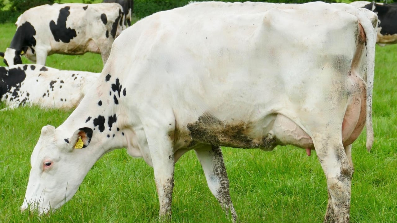Lot 18: Monamore Kroyal Darlene (VG88-3YR)., sold for 4,700gns