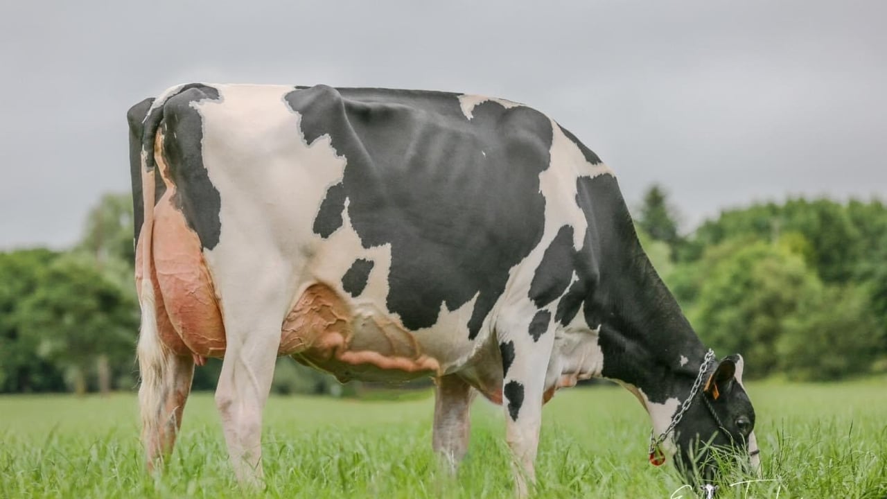 Lot 1: Petton LB Anna ET
Image: Summer Sizzler 