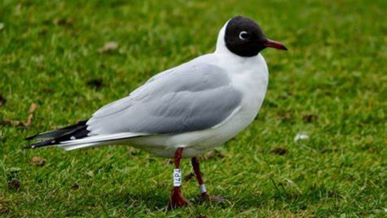 Black-headed gull. Image: DAERA