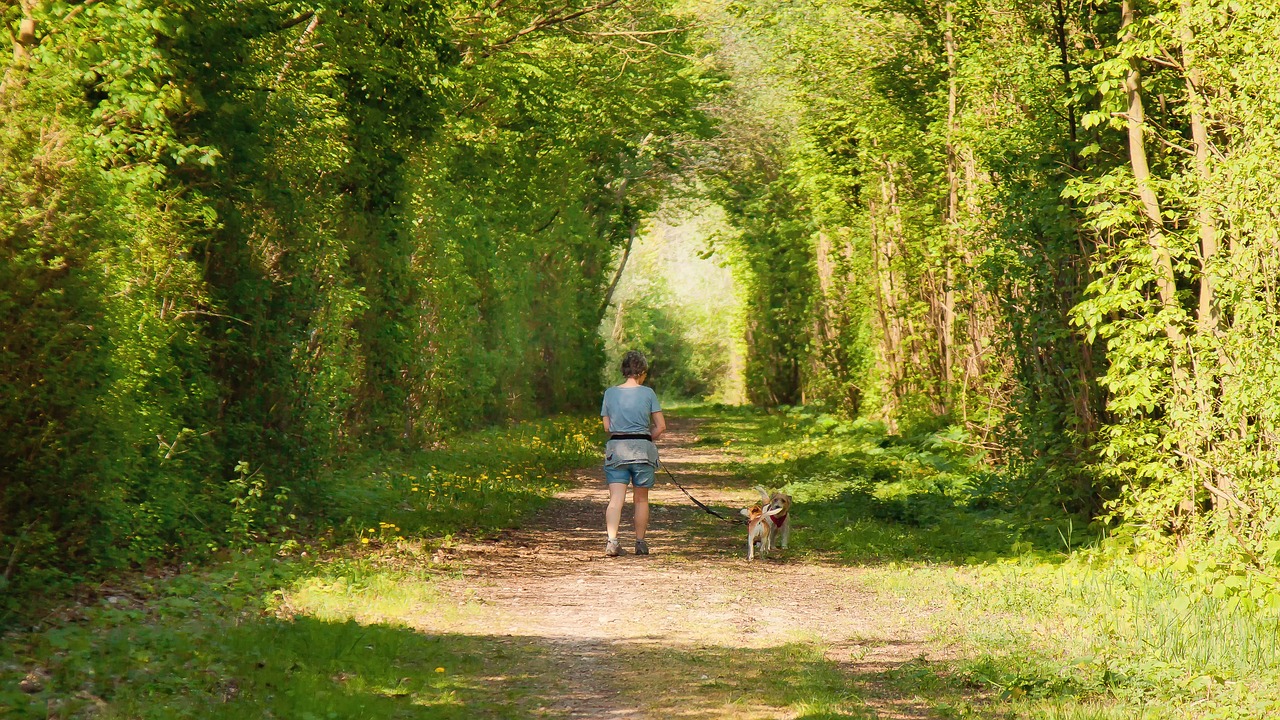 Minister warns dog owners to keep dogs safe in hot weather