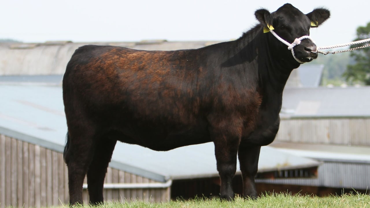  Mogeely Diana X808 sold for €9,000 to a breeder from Co. Galway