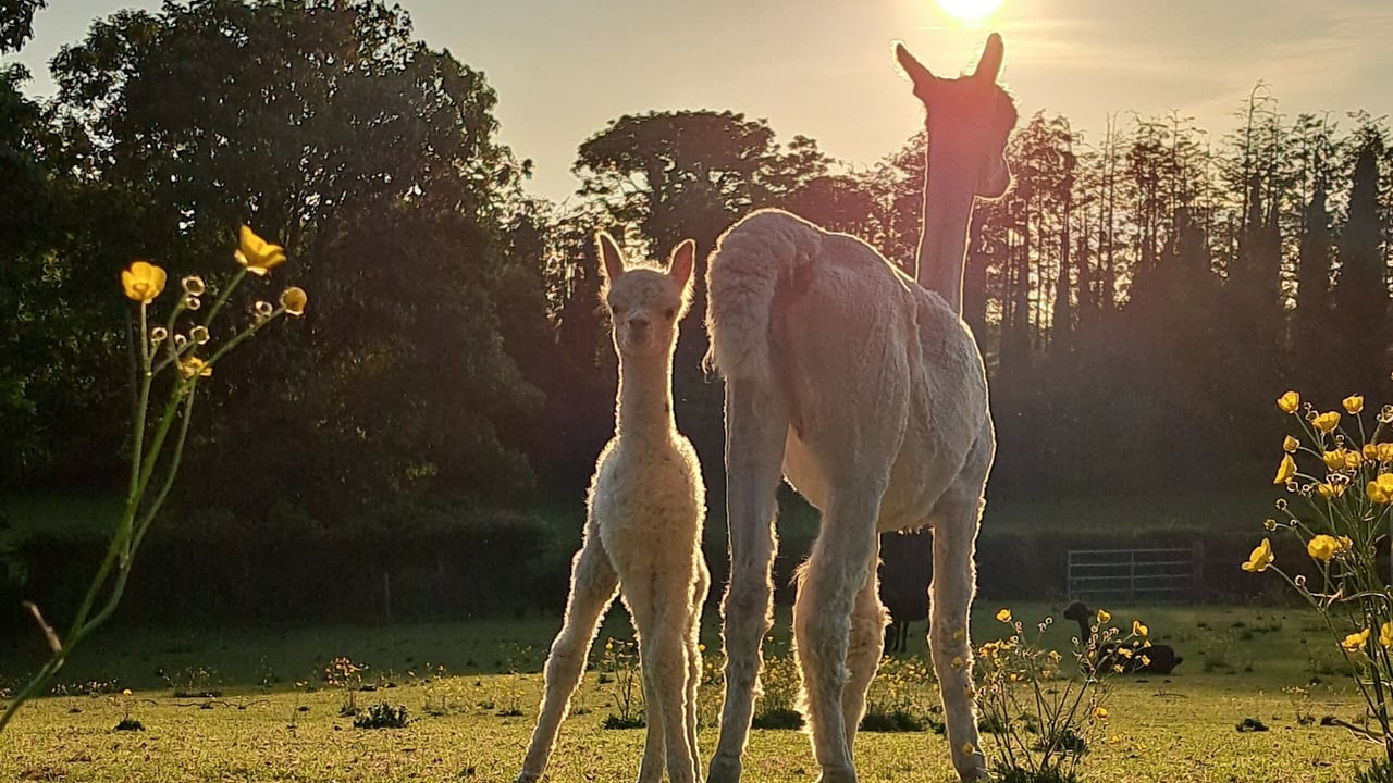 From a beef farm in Galway to alpaca farming in Offaly