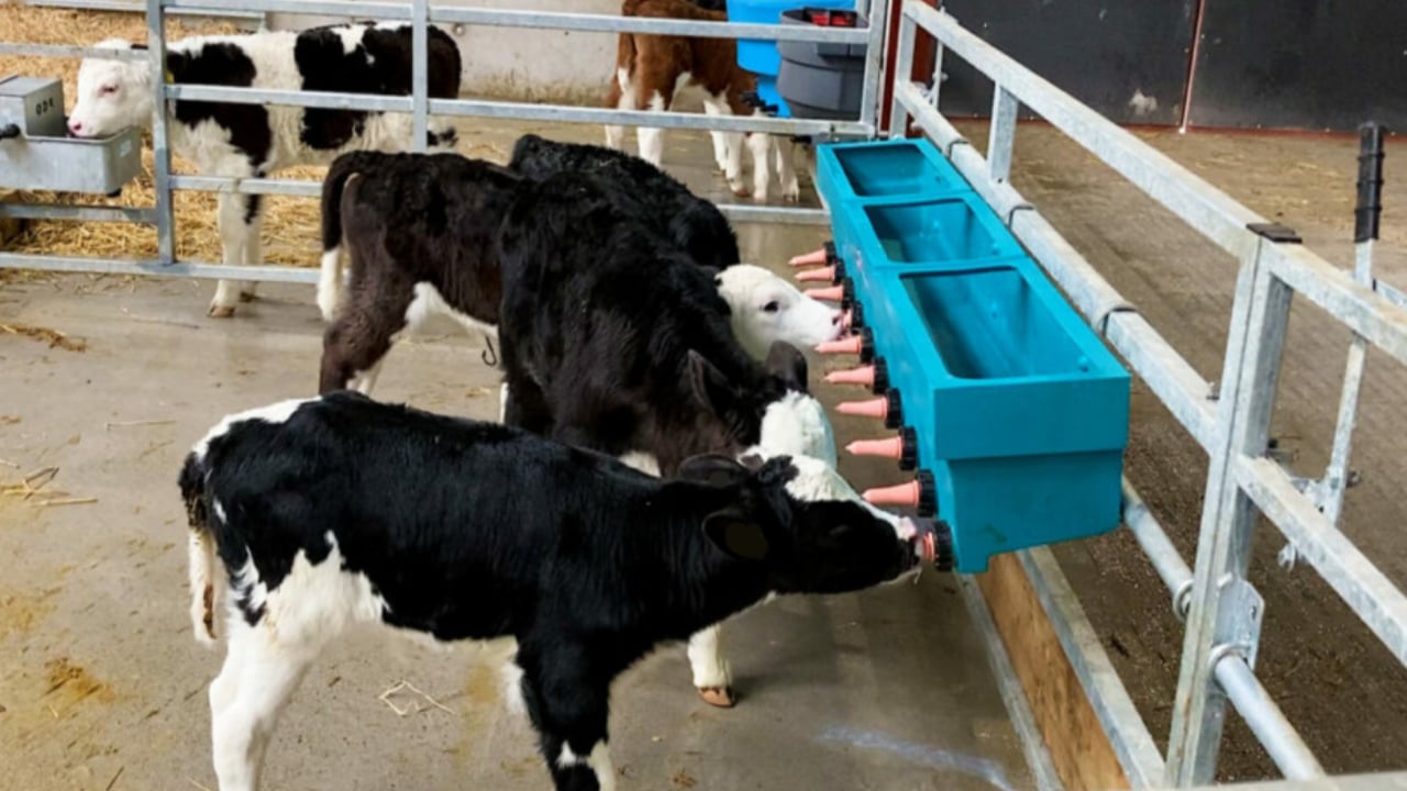 Calf registrations down by over 56,000 in 2024