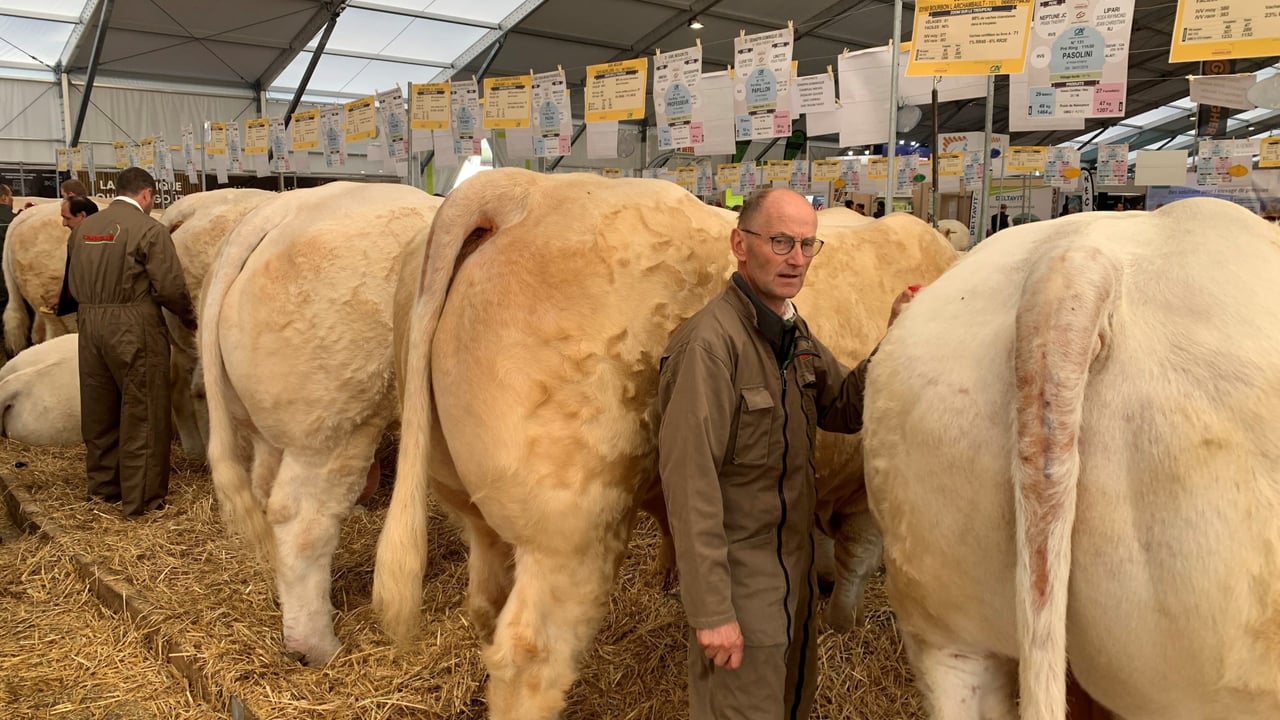 Some of the Charolais cattle on show at Sommet 2022