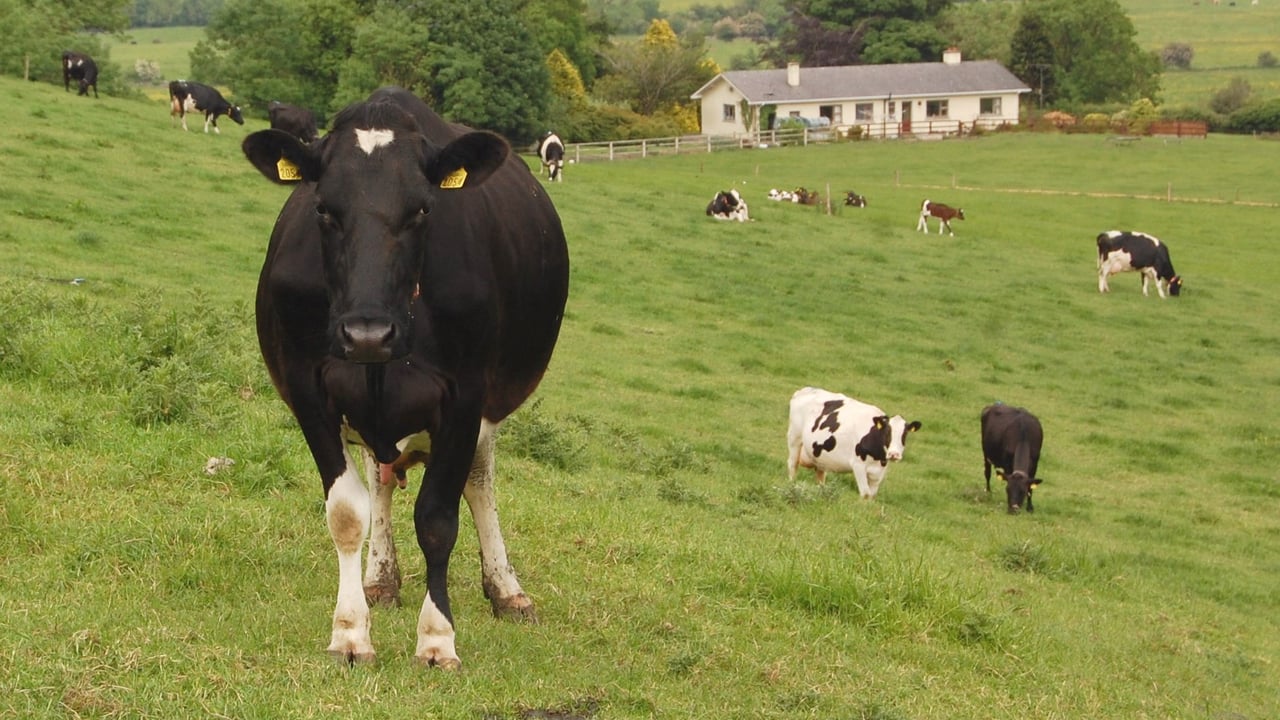Meath company with global ambitions for new milk drink