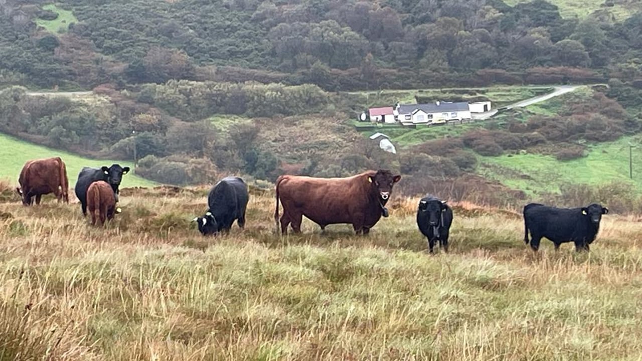 Dexter herd with Nofence collars Source: Inishowen Uplands European Innovation Programme