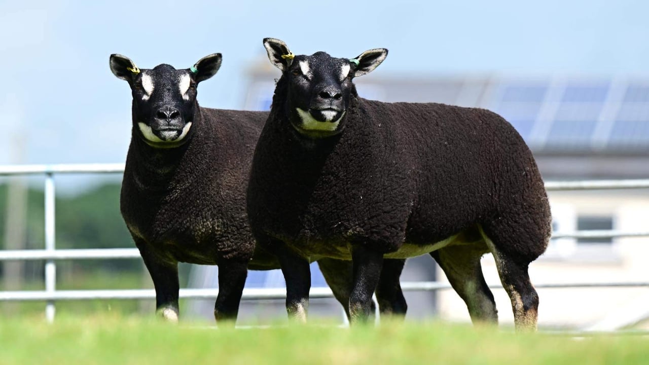 The Little Whisker flock of Badgerface Texels have exported the first consignment of pedigree breeding stock from Northern Ireland to mainland Spain