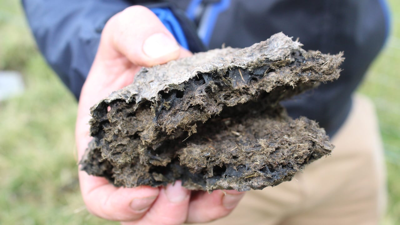 Dung beetles are a farmer’s best friend