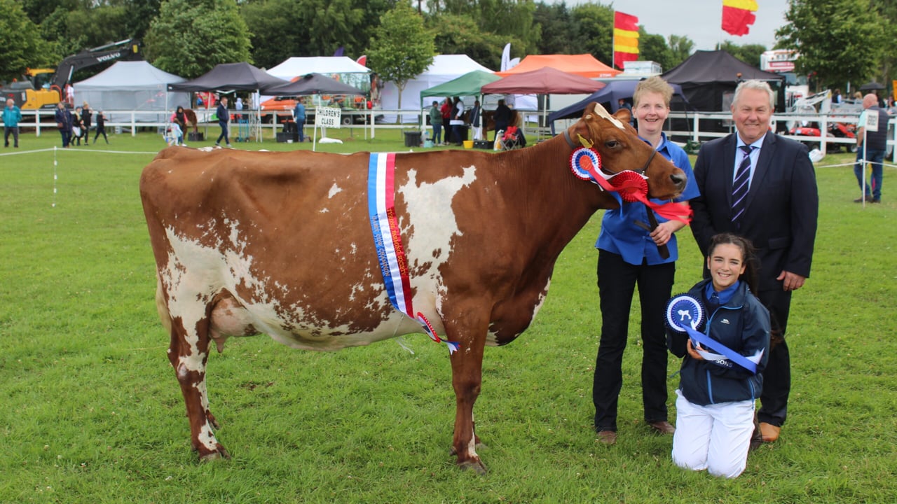 An elite Shorthorn cow won the supreme dairy championship at this 2023 Omagh Show