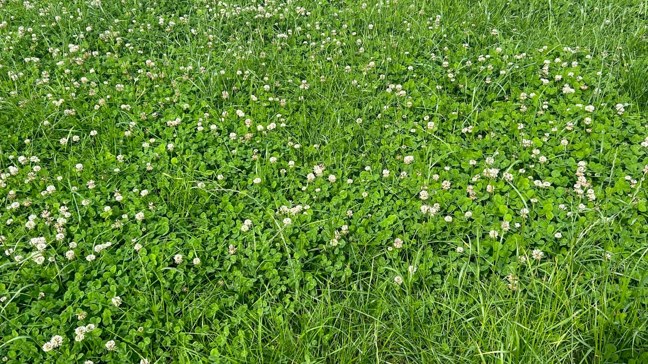 Managing your clover swards during autumn months