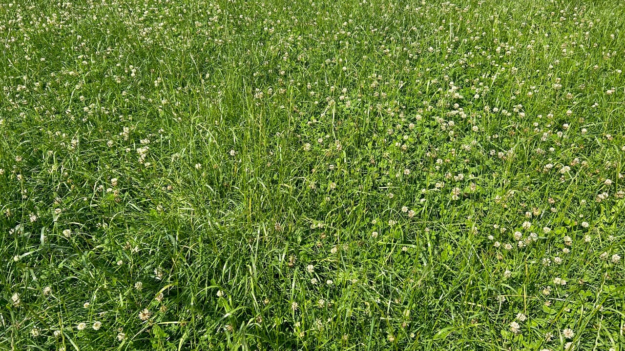 Pre-mowing: Is it worthwhile to correct grass quality issues?