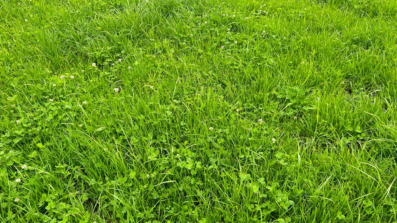 Now is a good time to correct soil fertility