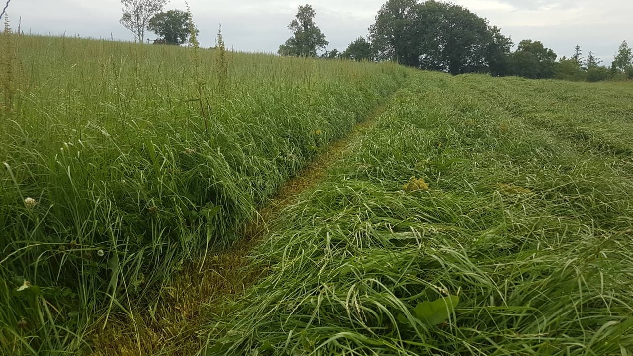 Wet weather delays silage-cutting plans on farms