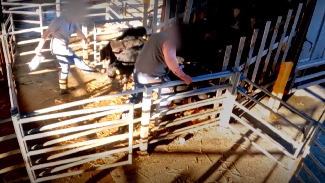 Calves being kicked at a mart. Image: RTÉ Investigates