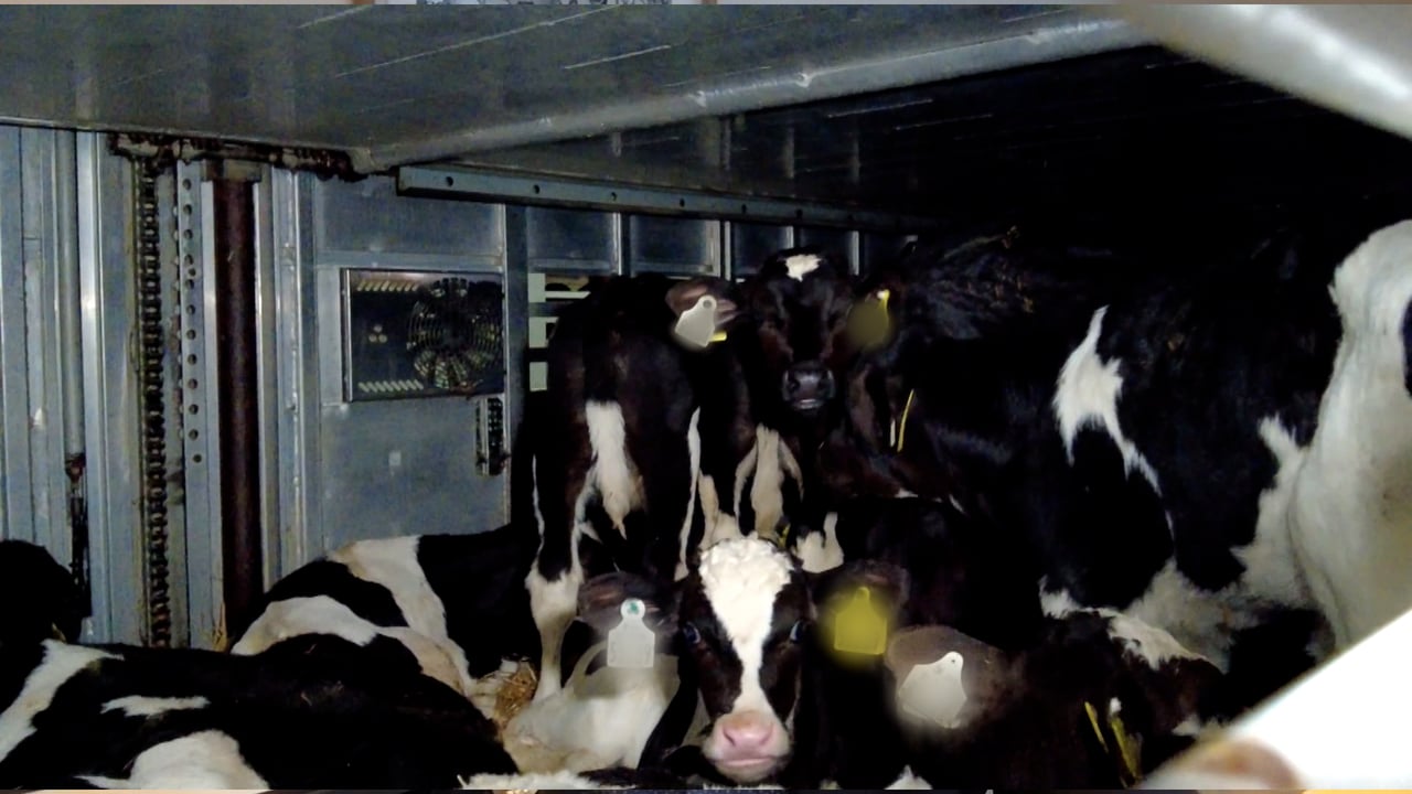 Irish calves in truck on ferry to France. Source: RTÉ Investigates