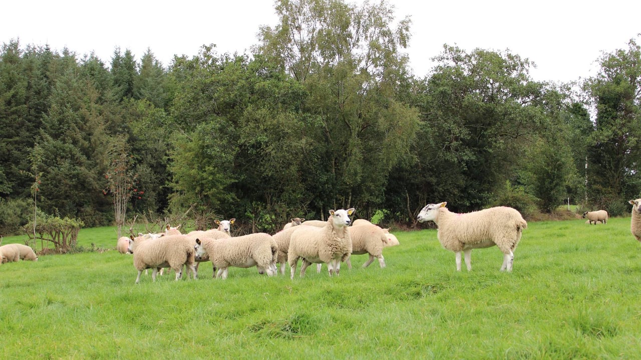 DAFM urges vigilance as bluetongue spreads across Europe