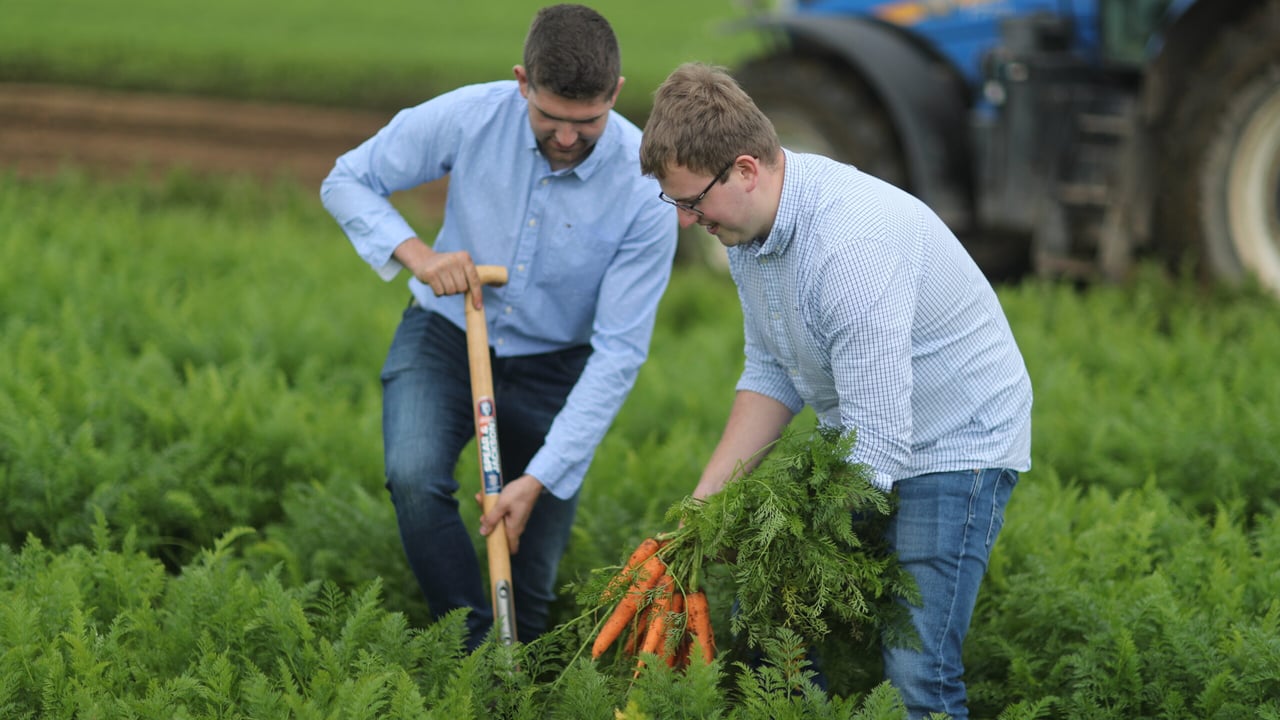 Harvesting carrots at Gilpin Farms: Gilfresh