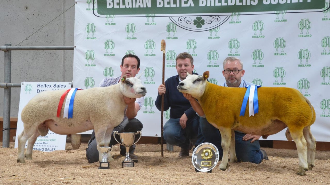 Strong prices at Belgian Beltex breeders' elite sale