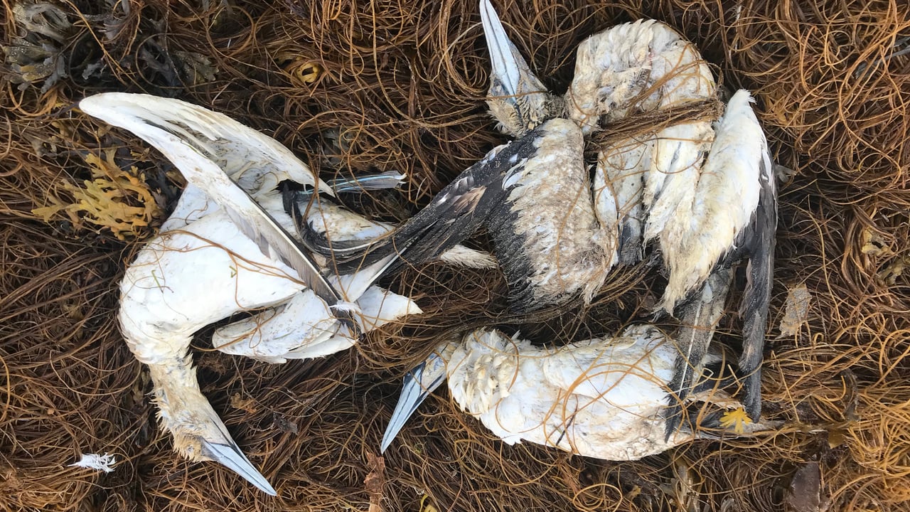 Bird flu has mainly been found in seabirds, with gannets affected last year in Co. Wexford. Image: Liam Ryan
