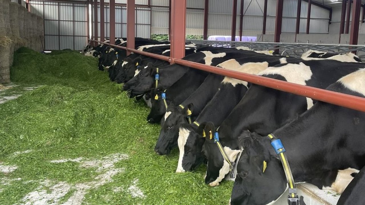 IGA dairy conference to focus on farmers' strengths