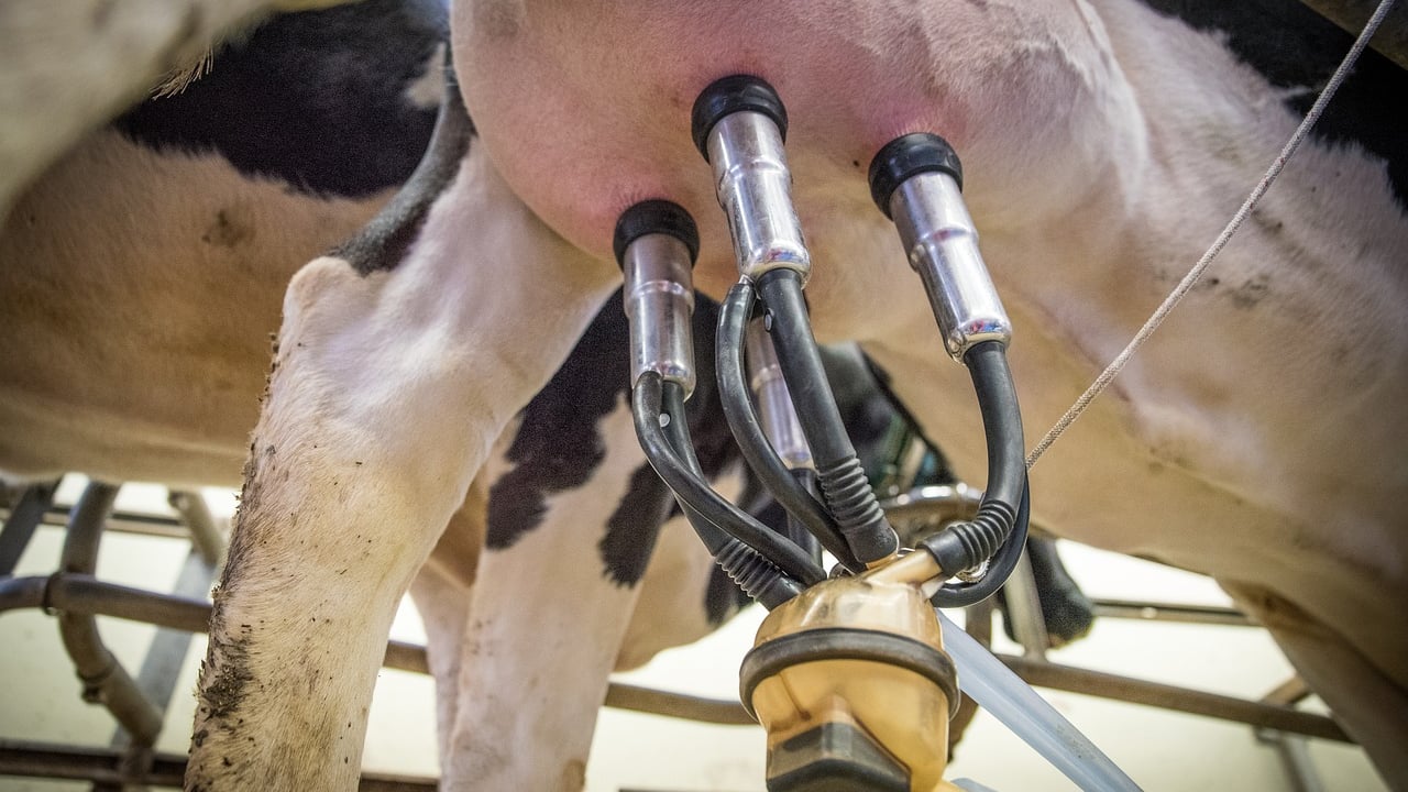 Global dairy products and meat prices bounce back - FAO