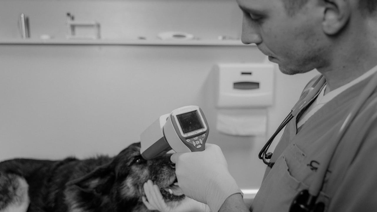 Interest in studying veterinary medicine drops 18% - CAO