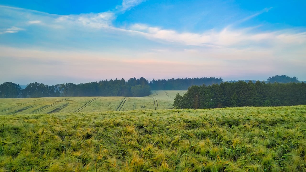 EU approves a further €266m for Polish agriculture