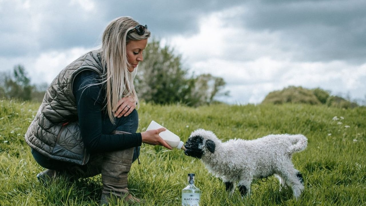 Diversification: UK farm makes Europe's first sheep's milk vodka