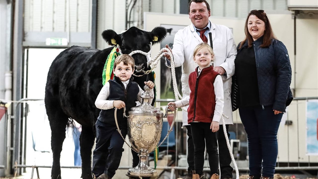 Supreme Aberdeen Angus All-Ireland champion Bellingham V Trish 3 exhibited by Karol, Annmarie, Oisin and Saoirse O'Connell