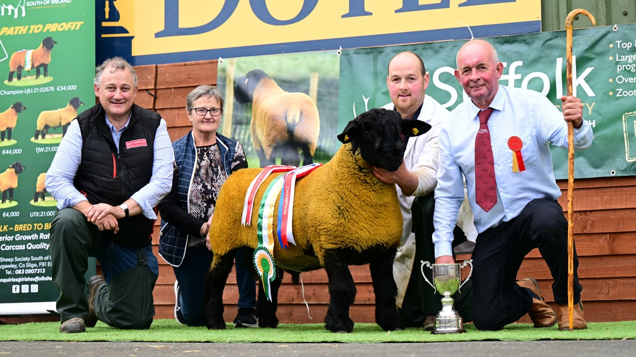Scottish flock buys Cork-bred Suffolk ram lamb for €20,000