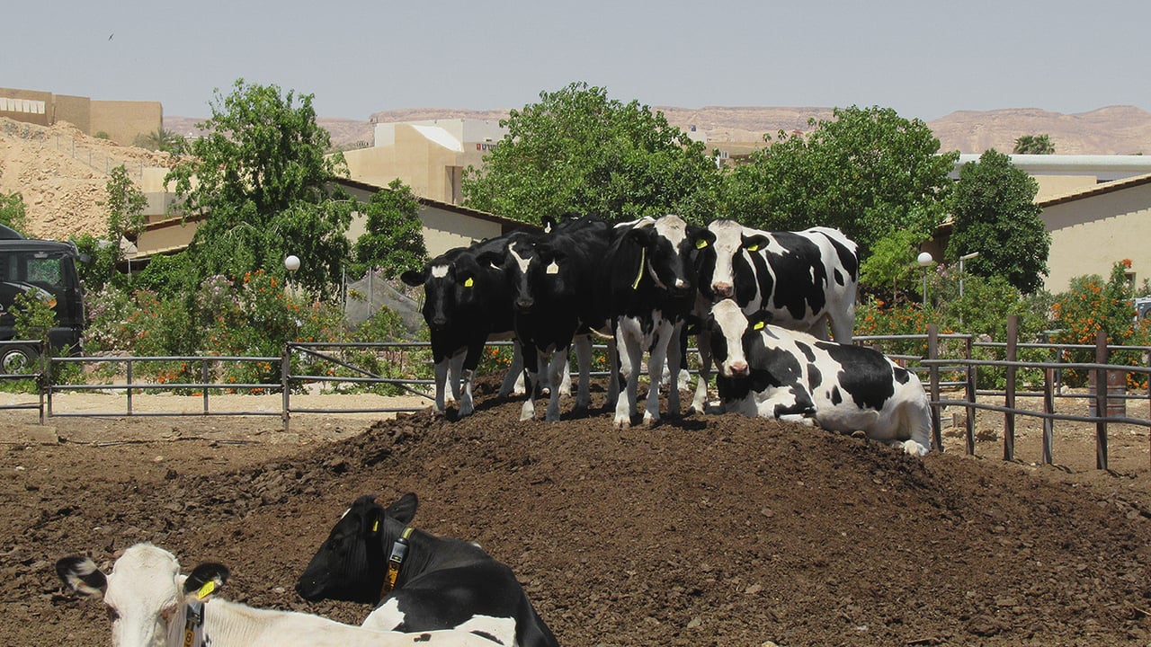 Israeli farm trials show potential to reduce antibiotics usage in cows