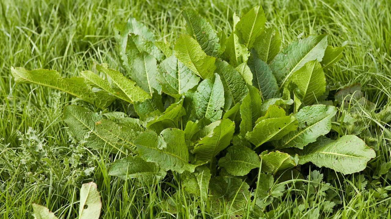 Controlling docks and other weeds this autumn