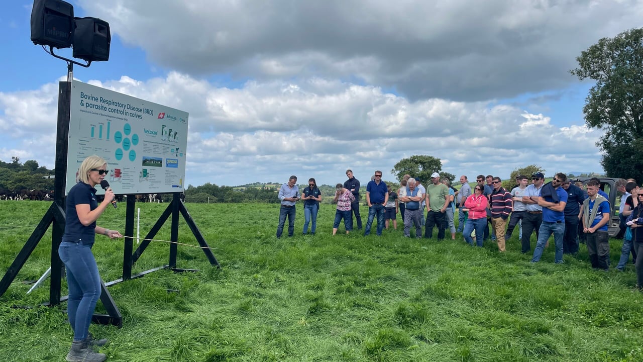Understanding Coccidiosis cases in calves