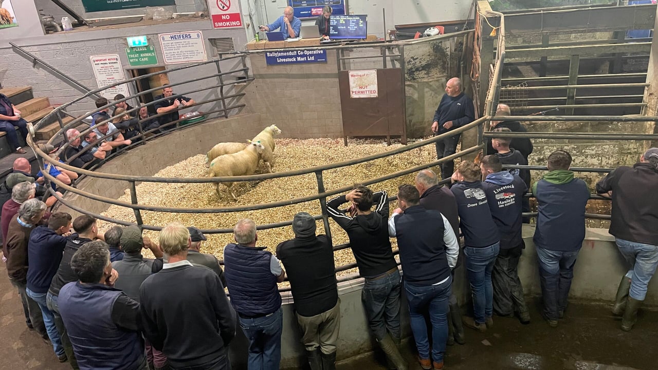 There was a noticeable number of young farmers in attendance at the sale