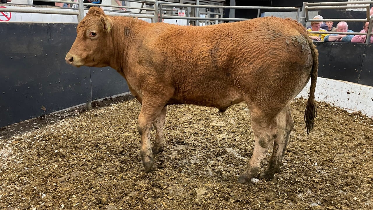 This 650kg Limousin bullock sold for €1,800 or €2.77/kg