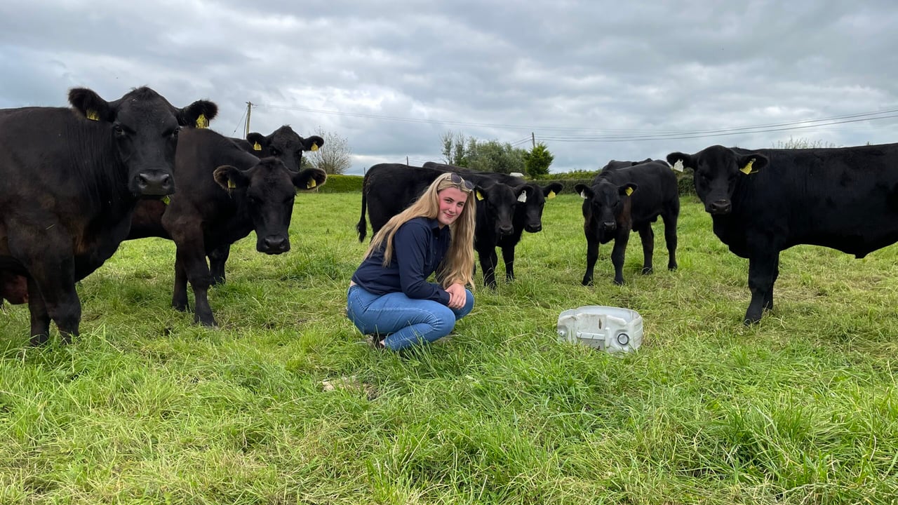 Elphin Angus and Shorthorn breeder's show success story