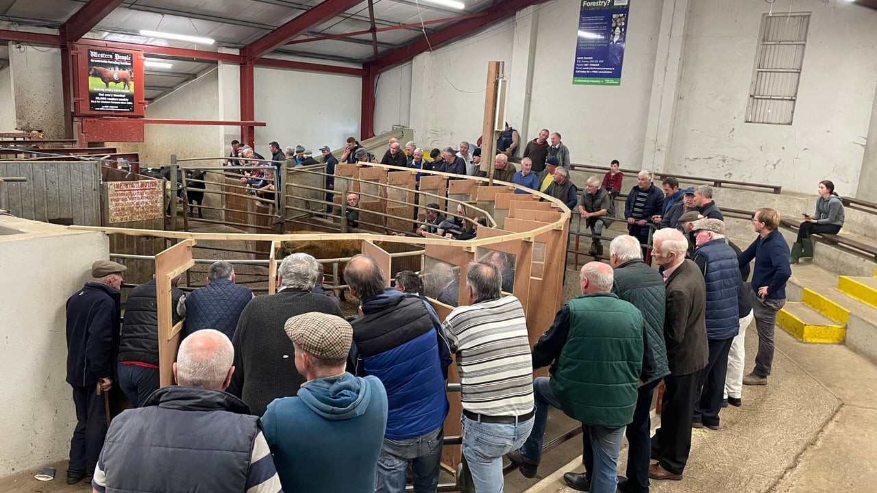 Ballina Mart