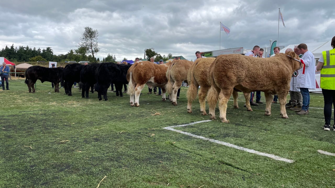 Gallery: Virginia Show champions from beef breeds