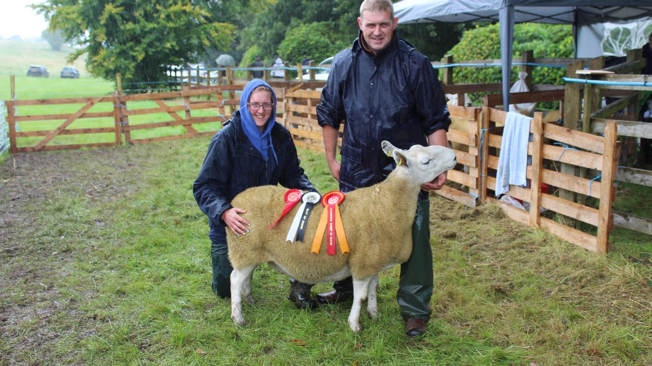 The inter-breed sheep champion at Fermanagh Show 2023