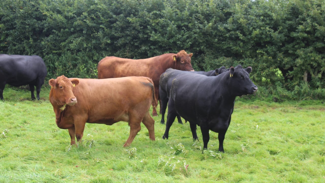 Pedigree red and black Aberdeen Angus cows on the Fivemiletown farm of Ian Browne