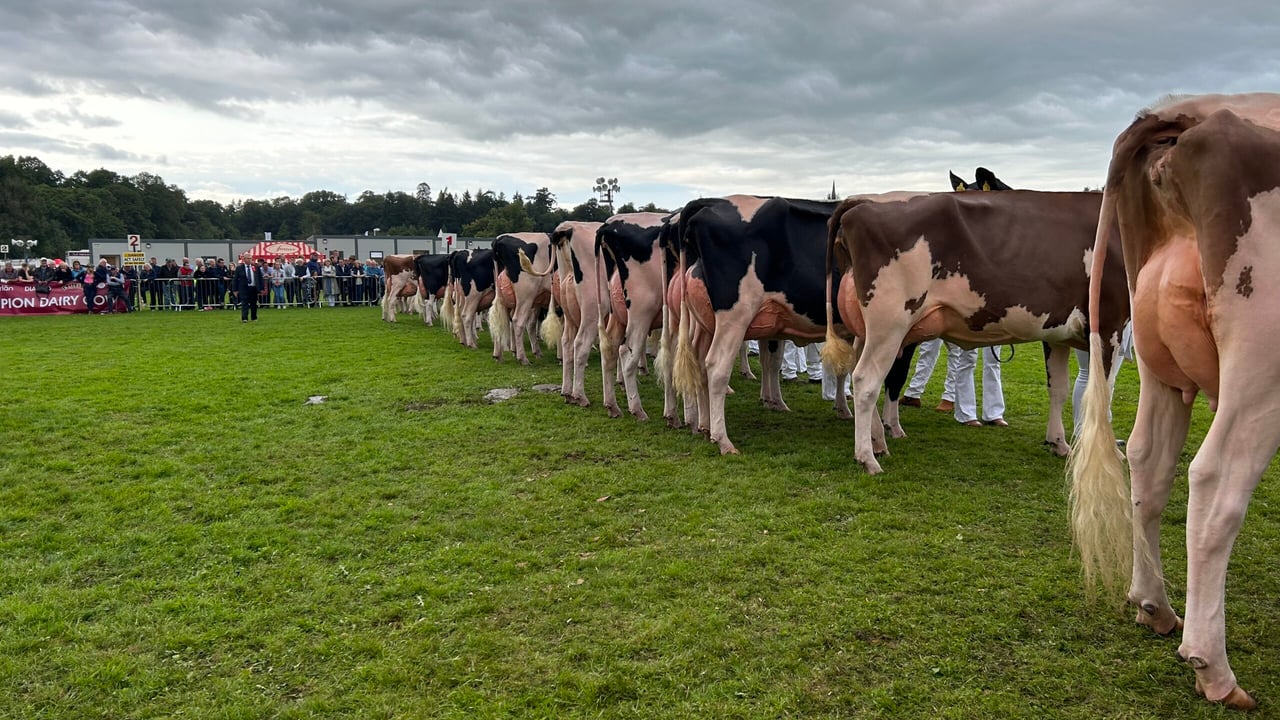Armagh takes Baileys Cow title for 2023 with Meath-bred cow