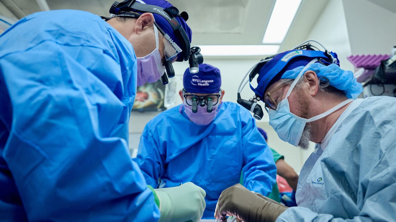Pig kidney working for over 30 days in human body after transplant