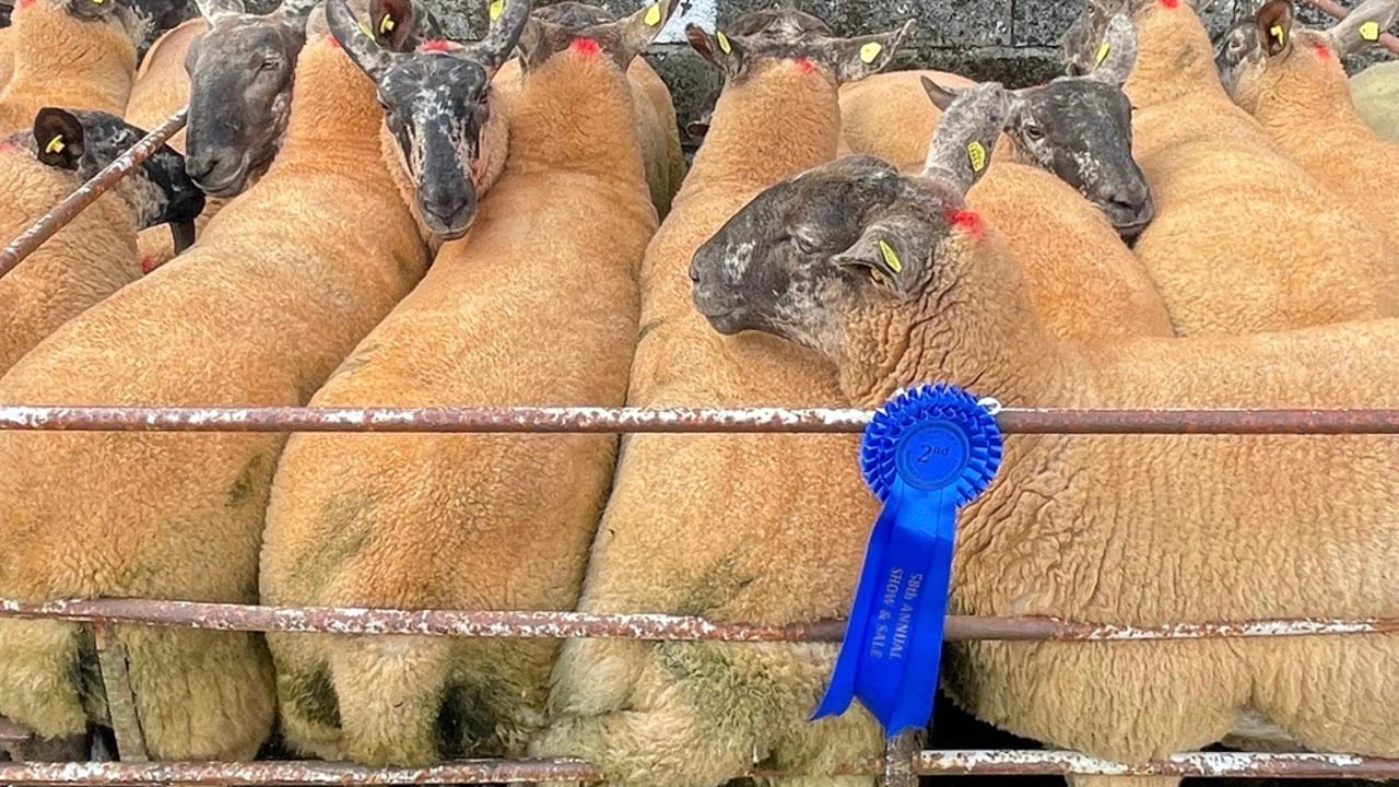 The Borris ewe Image: Jimmy Dalton