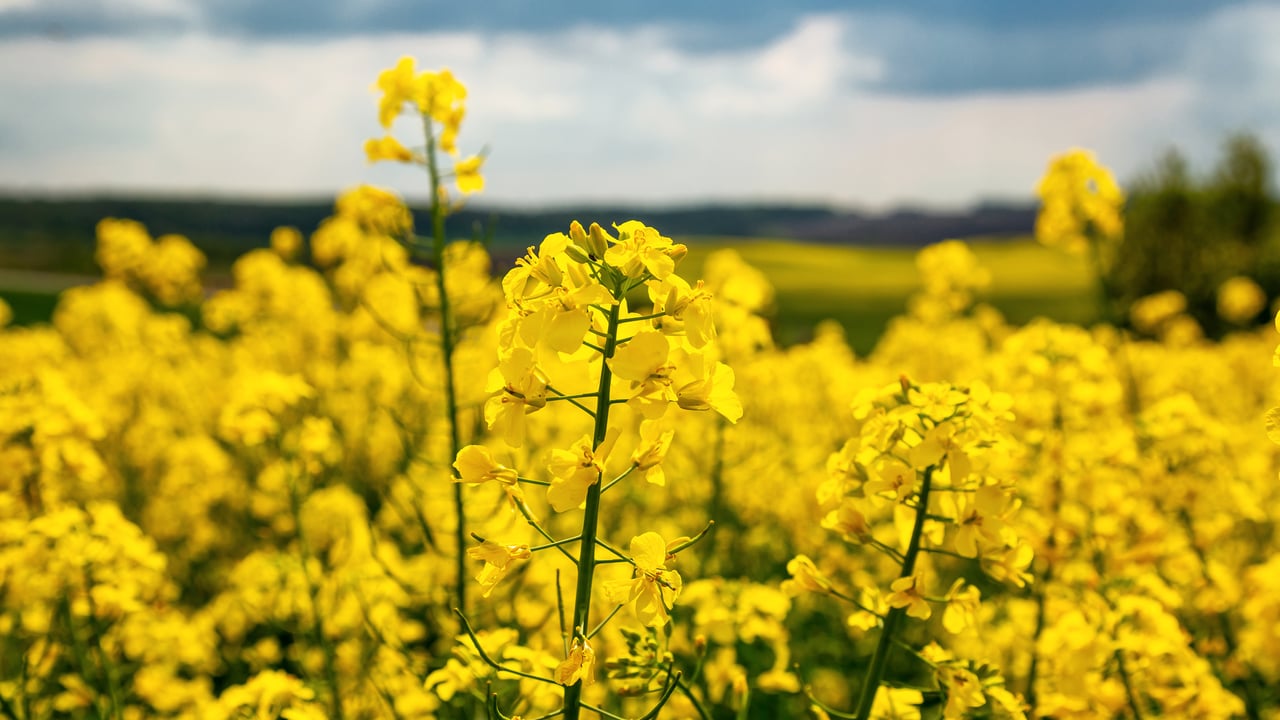 Global soya markets dictate the prices paid for oilseed rape grown in Ireland