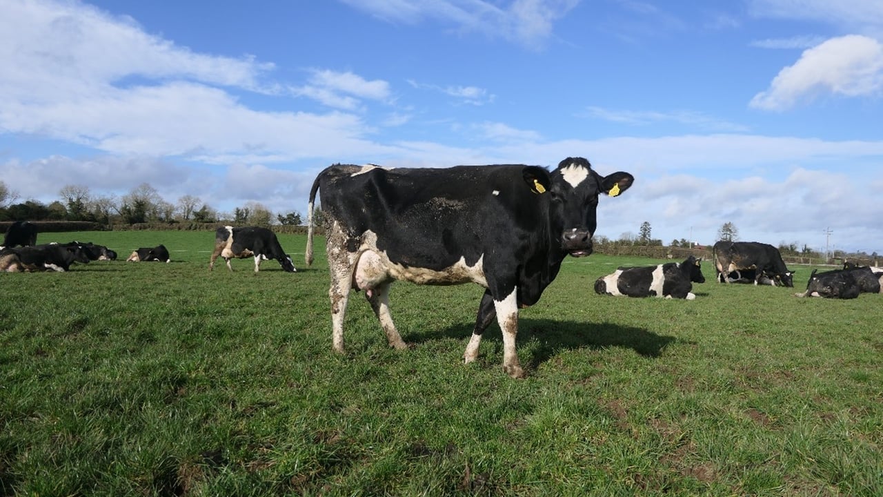 IHFA Farmer Focus Series: Family farms at the heart of Irish dairy