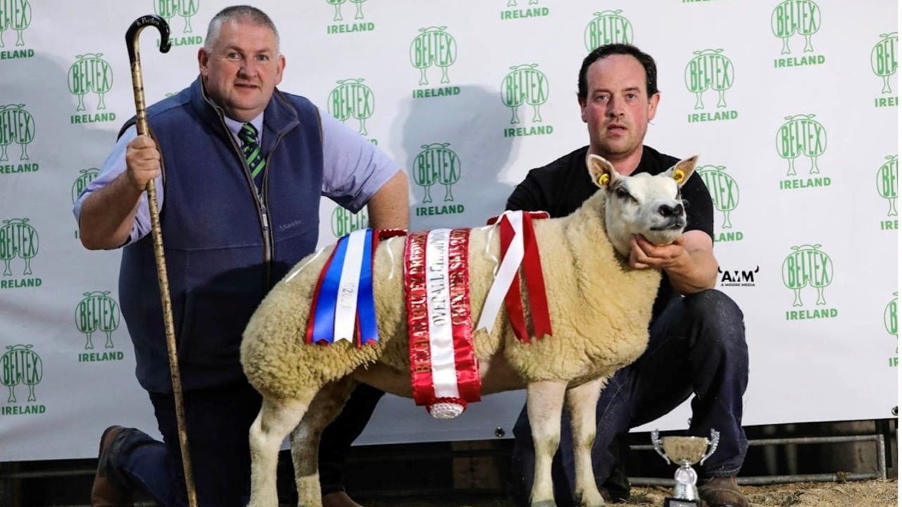 Kenny Preston, judge, Shearling ewe Hillview Holly, overall champion, and Dermot Goss Source: Belgian Beltex Breeders Society of Ireland
