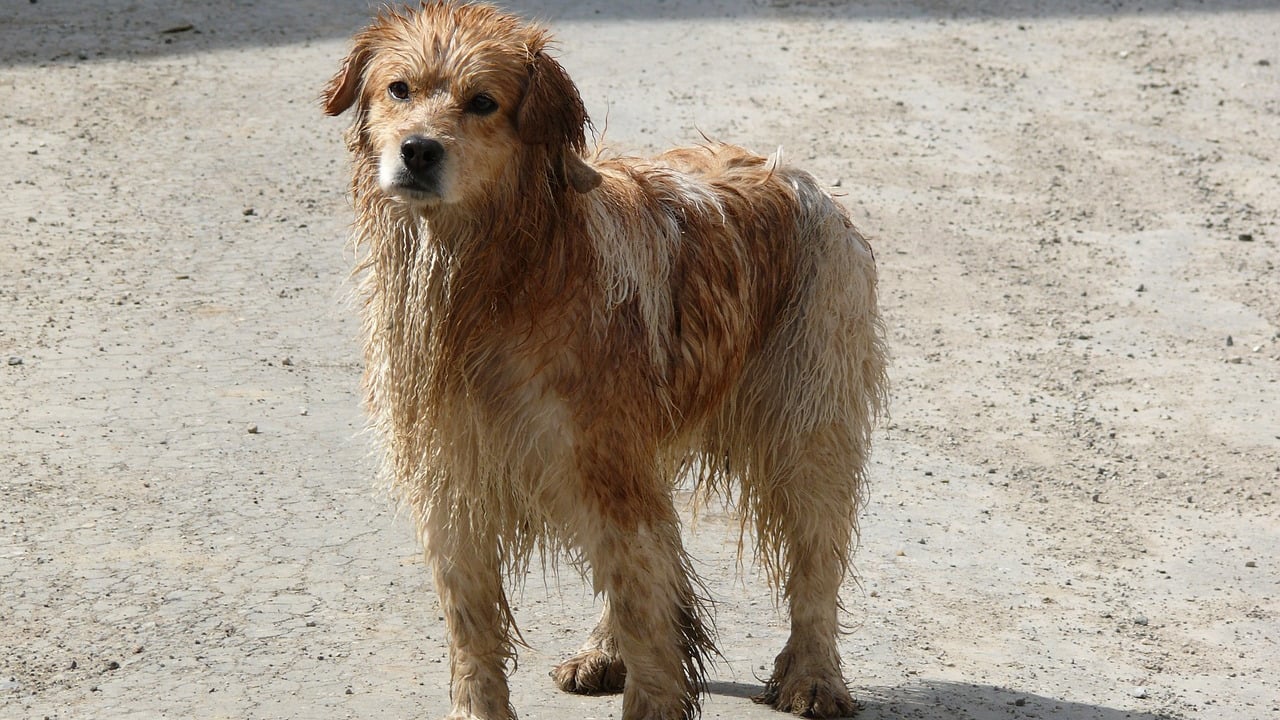New govt aims to increase number of dog wardens nationwide