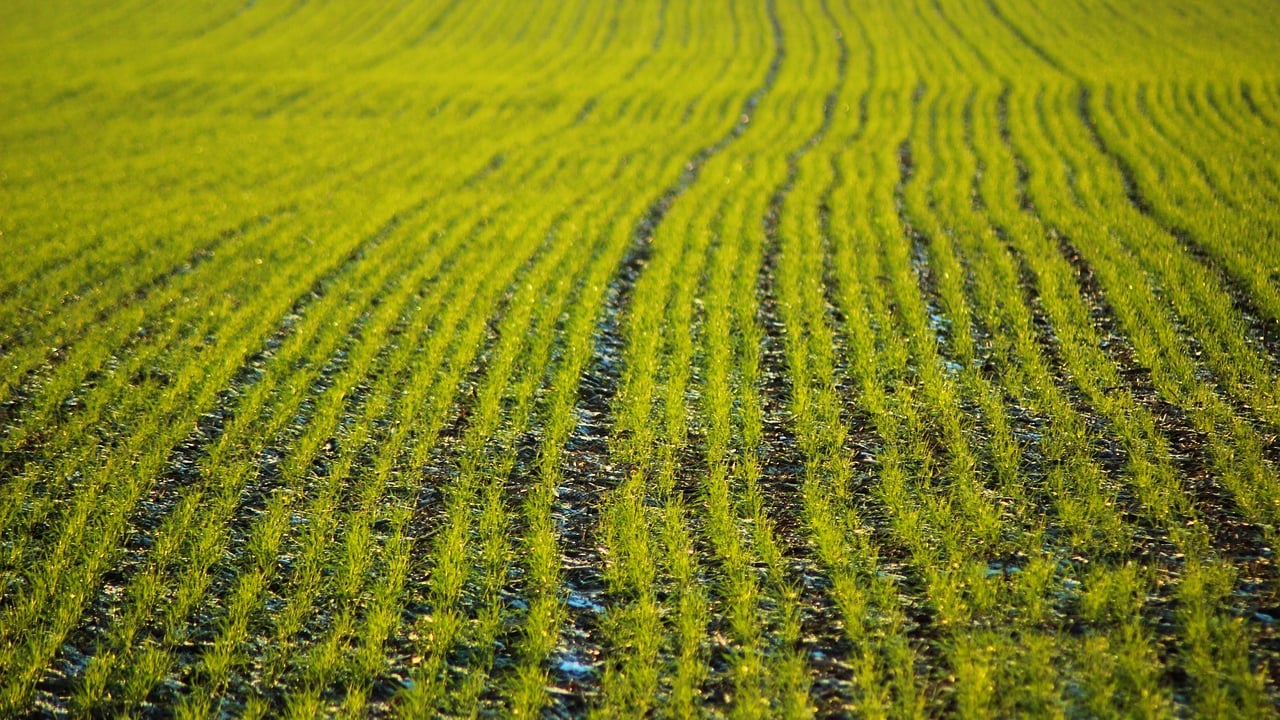 Report: Nanotechnology can improve crop yields and fertiliser use
